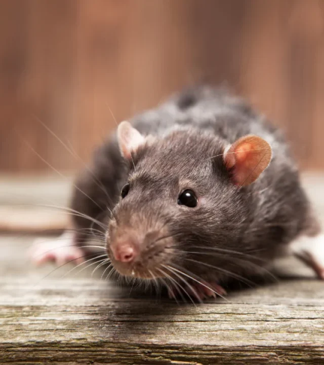 rodents-control-services-in-nairobi.webp